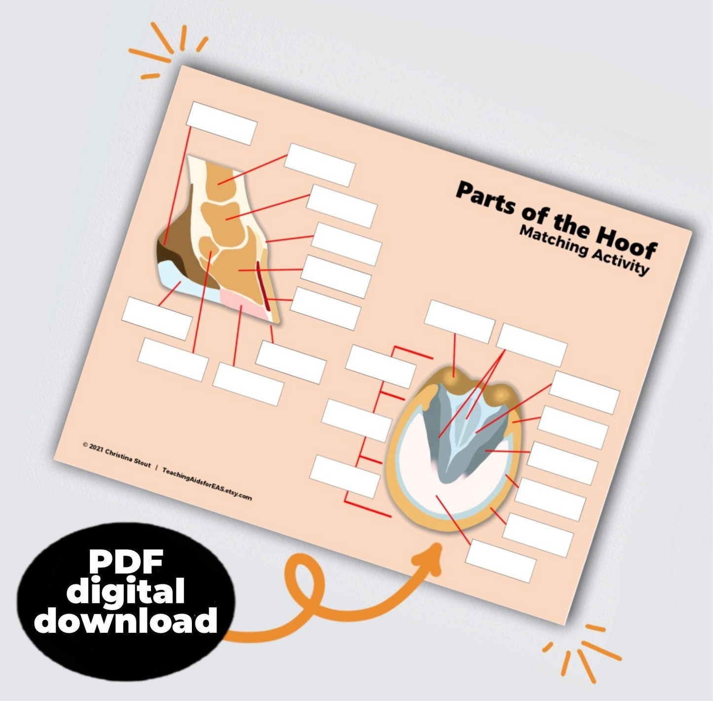parts of the hoof - PDF download - Teaching Aids for EAS