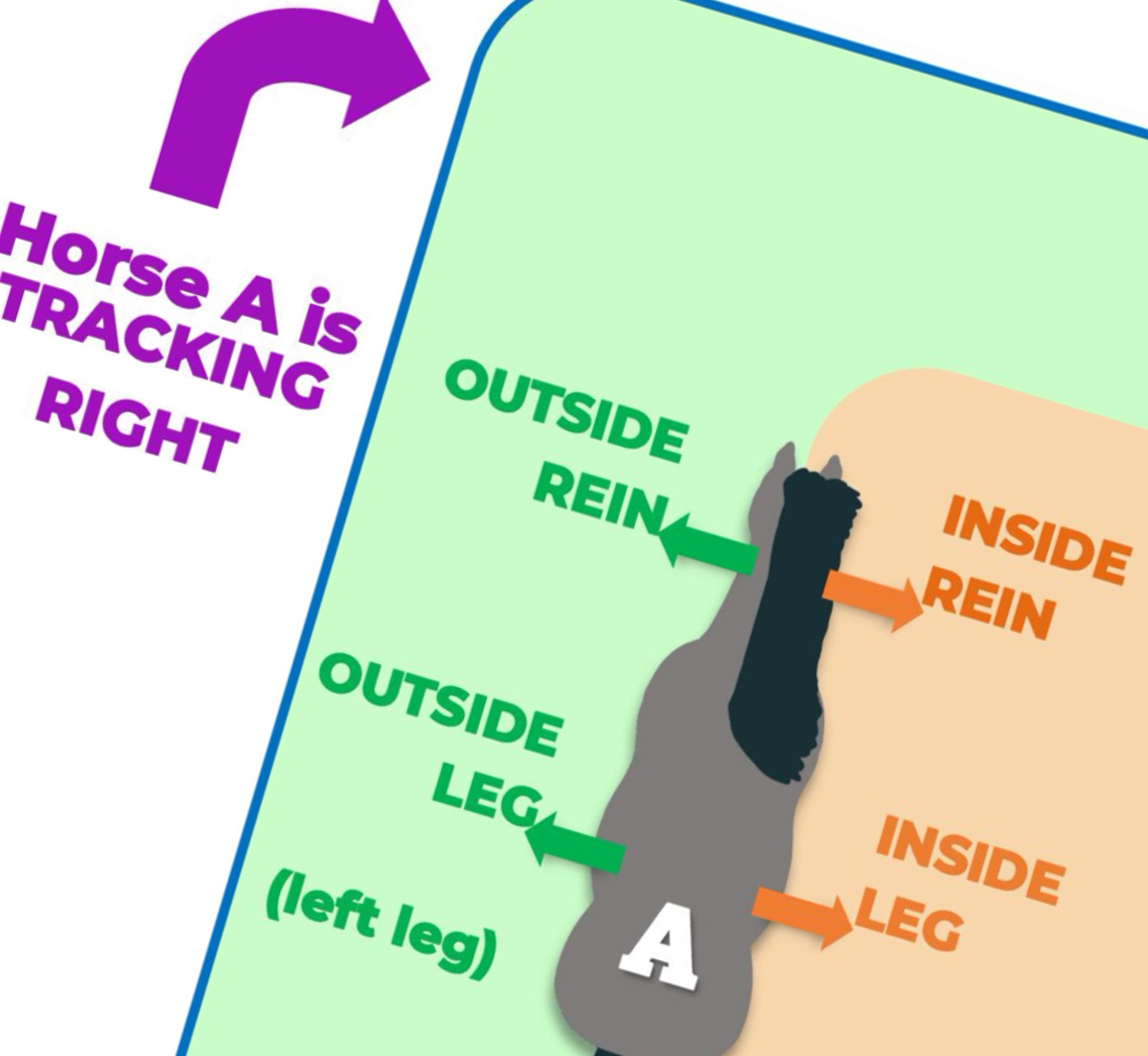 arena basics, set 1 - PDF download - Teaching Aids for EAS
