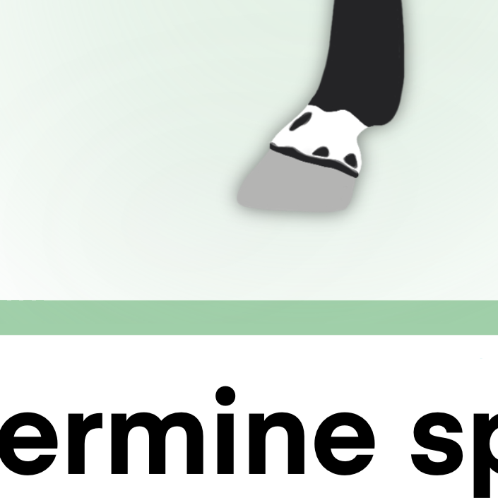 face & leg markings flashcards - PDF download - Teaching Aids for EAS