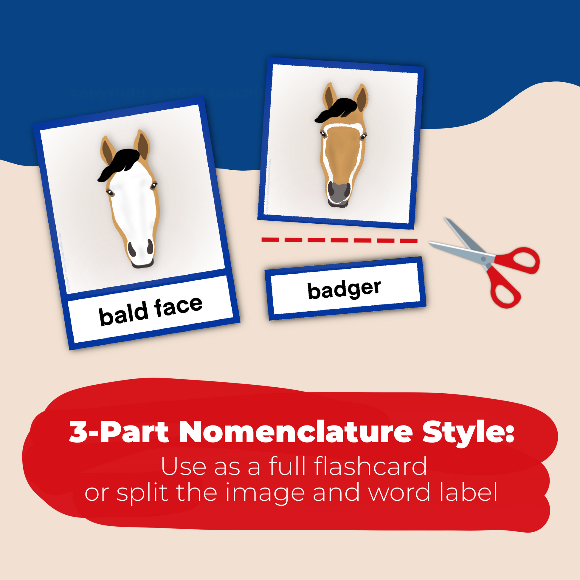 face & leg markings flashcards - PDF download - Teaching Aids for EAS