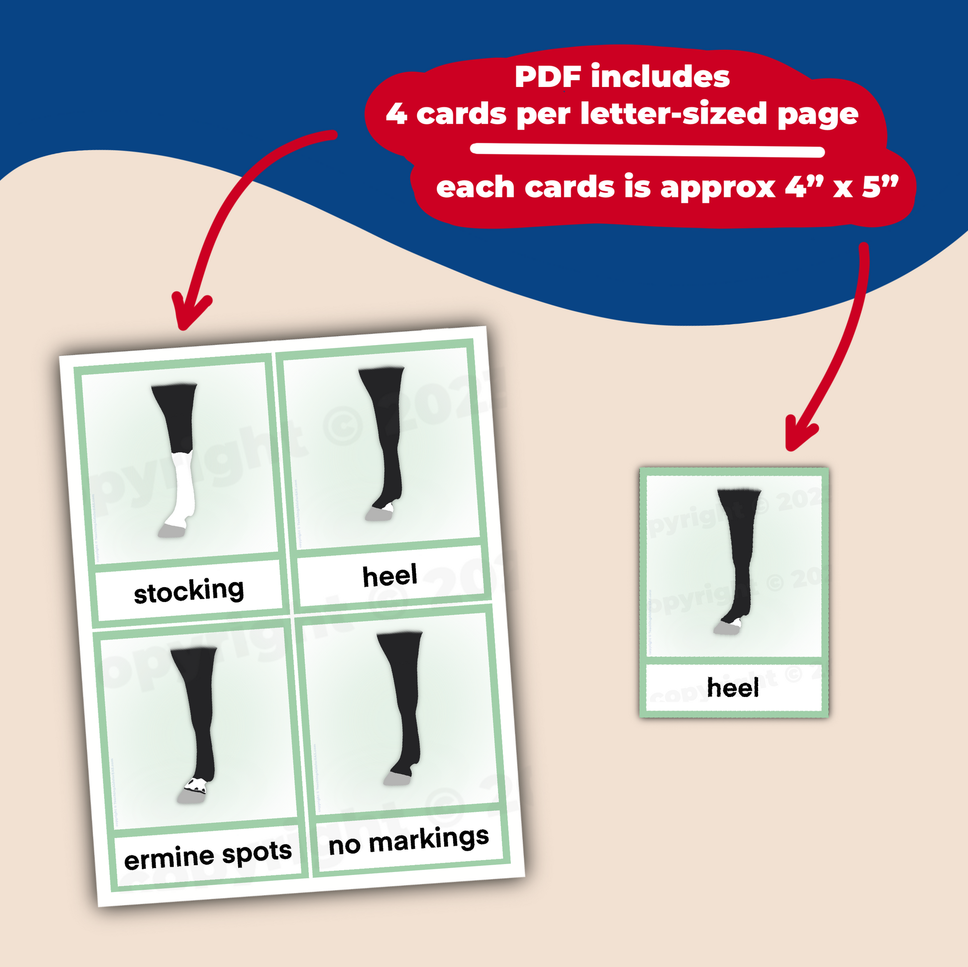 face & leg markings flashcards - PDF download - Teaching Aids for EAS
