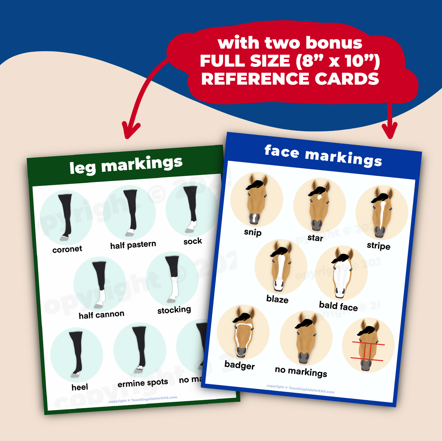 face & leg markings flashcards - PDF download - Teaching Aids for EAS