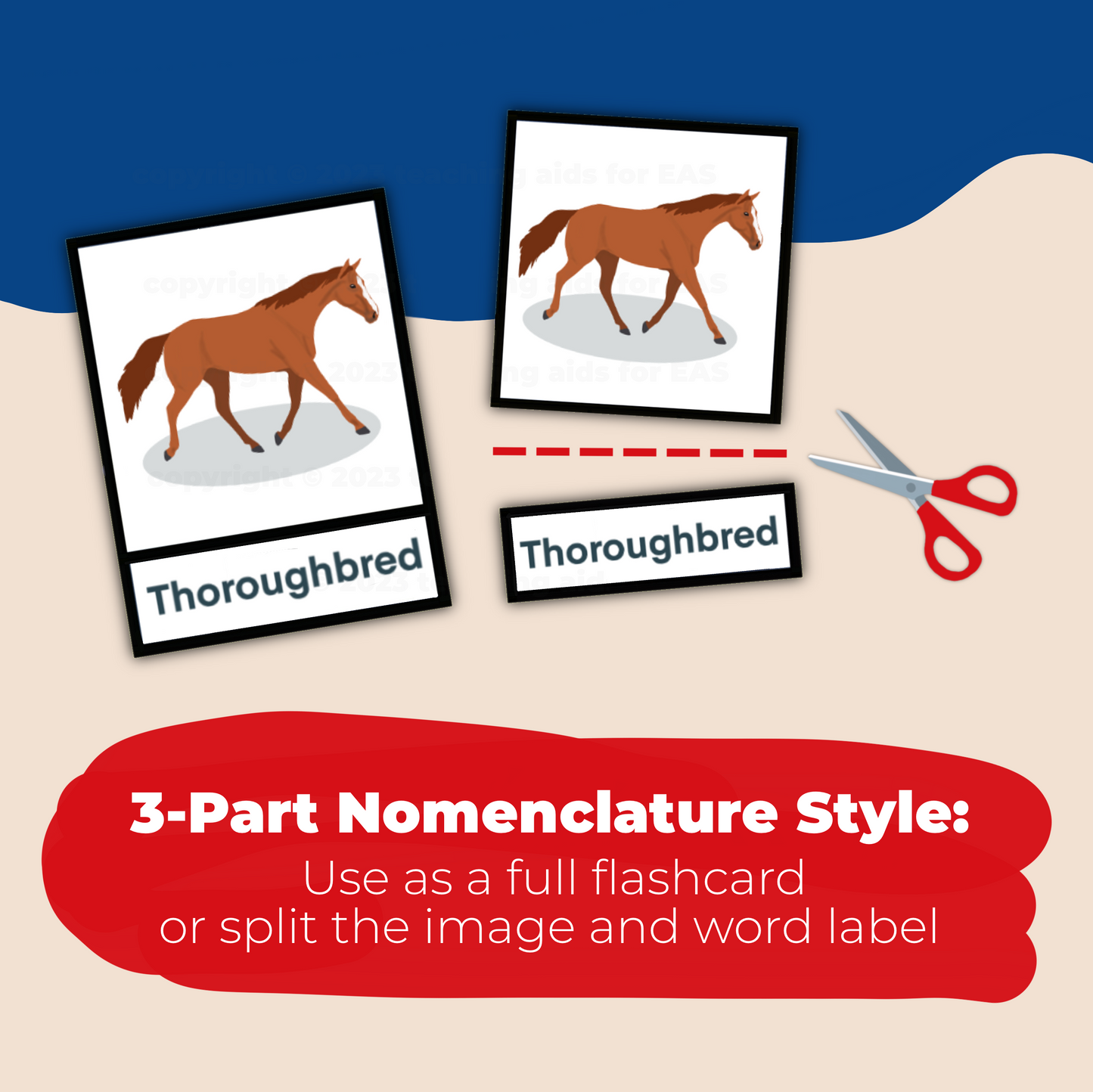 horse breed flashcards - PDF download - Teaching Aids for EAS