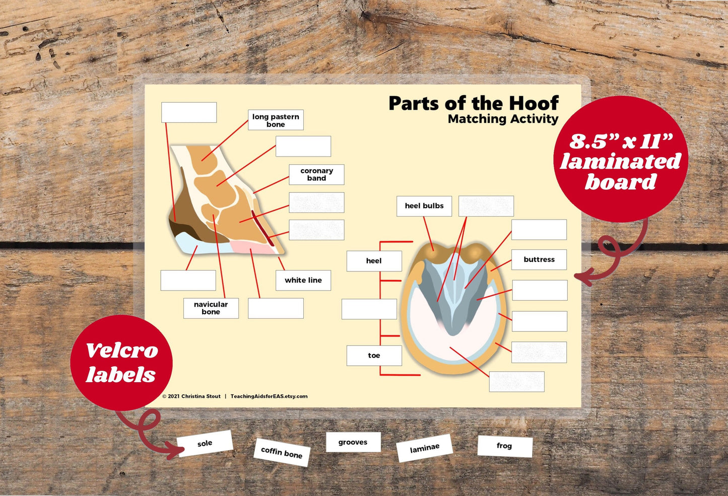 velcro board, parts of the hoof - Teaching Aids for EAS