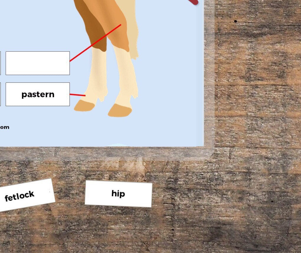 velcro board, parts of horse, basic - Teaching Aids for EAS