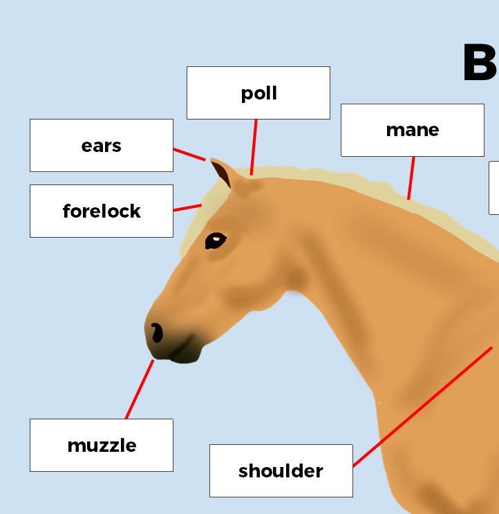 velcro board, parts of horse, basic - Teaching Aids for EAS