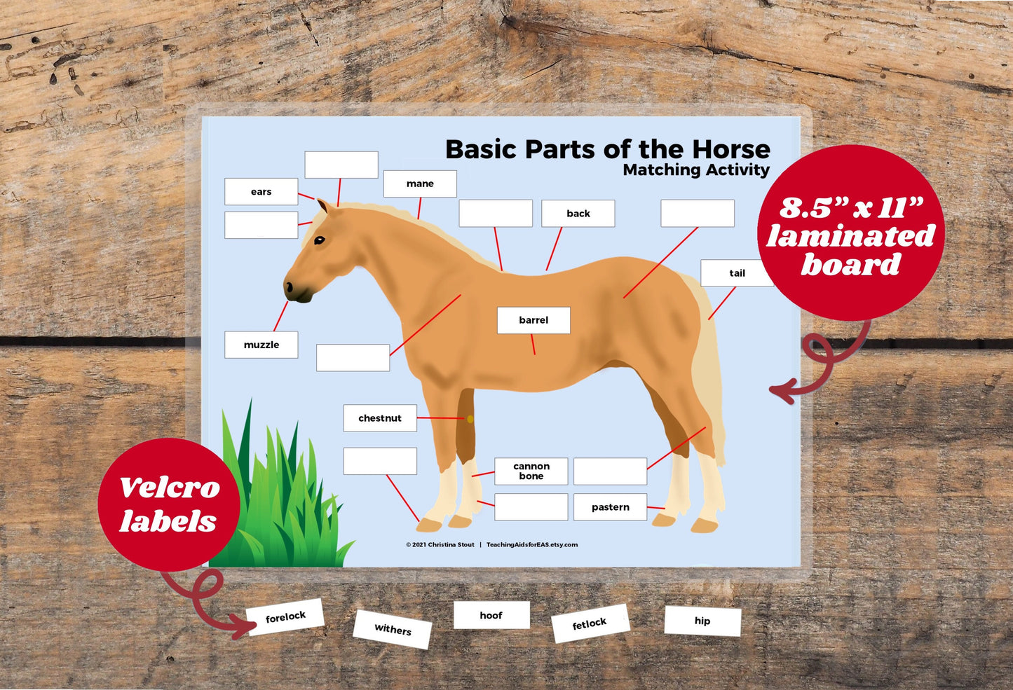 velcro board, parts of horse, basic - Teaching Aids for EAS