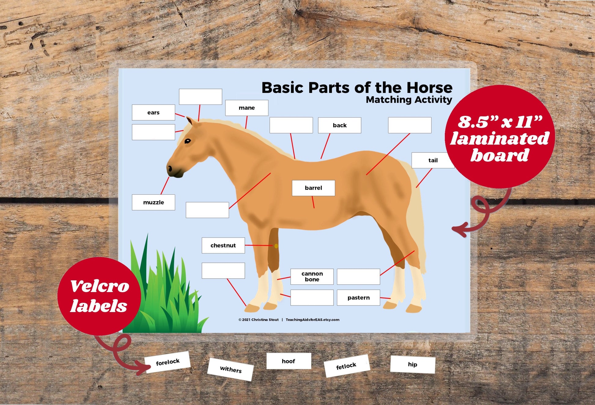 velcro board, parts of horse, basic - Teaching Aids for EAS